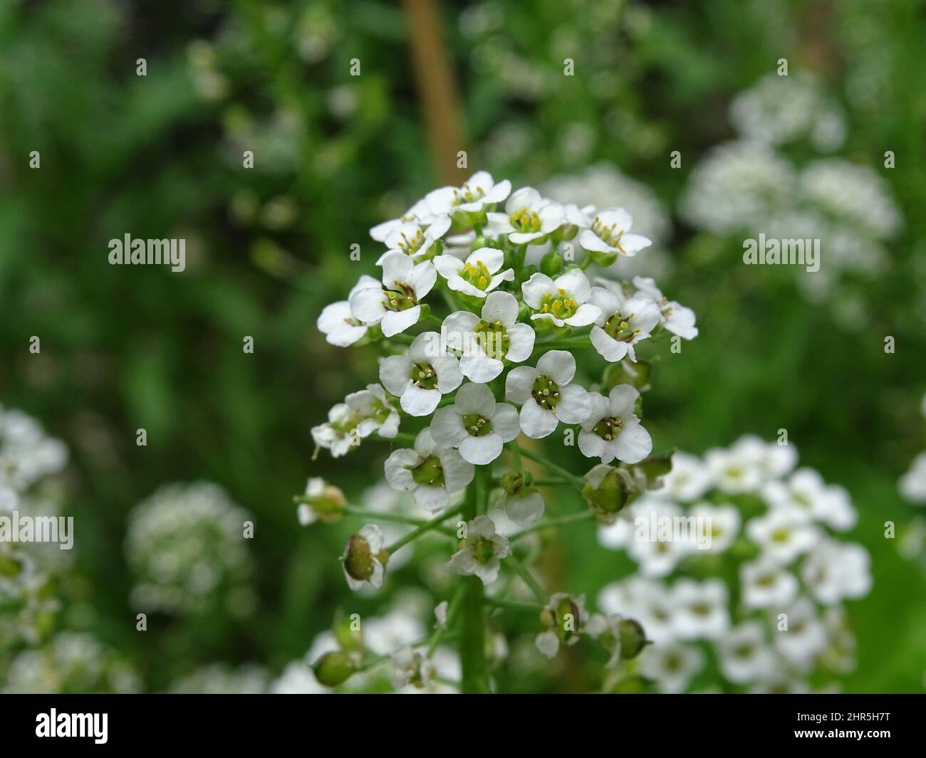 Close up of a white flowers of Alyssum (Lobularia maritima), with more ...