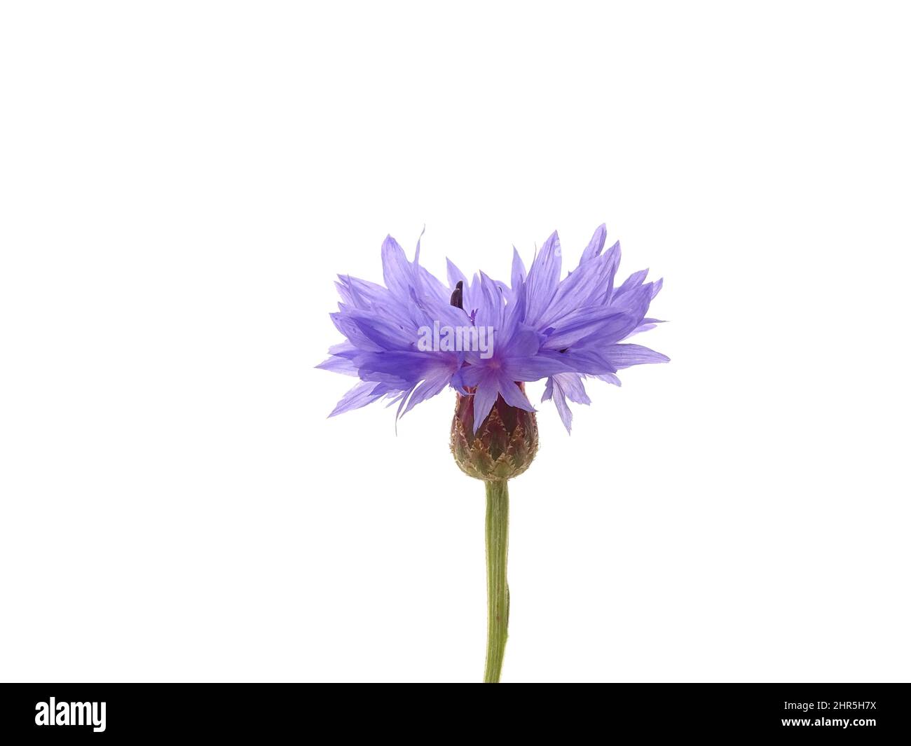 Blue cornflower (Centaurea cyanus) isolated on a white background, with colors green, blue, purple and white Stock Photo