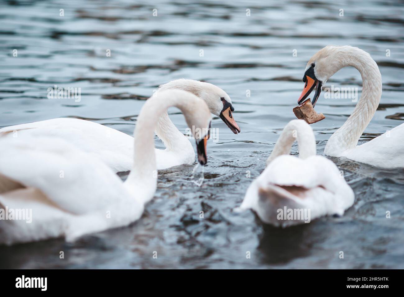 Beautiful white swans on the lake outdoors Stock Photo - Alamy