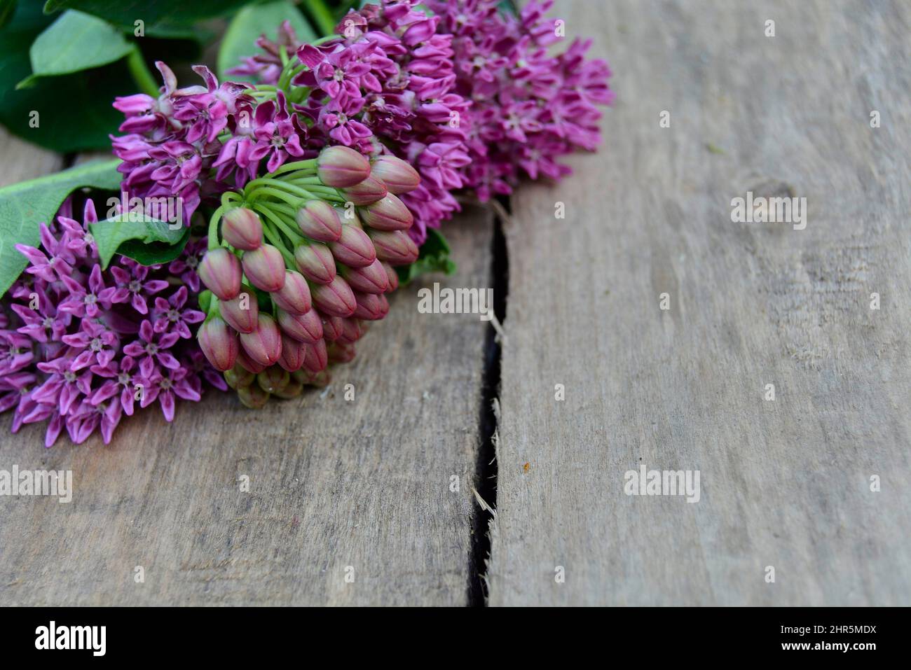 Purple Milkweed in Bloom (Asclepias Purpurascens) Stock Photo