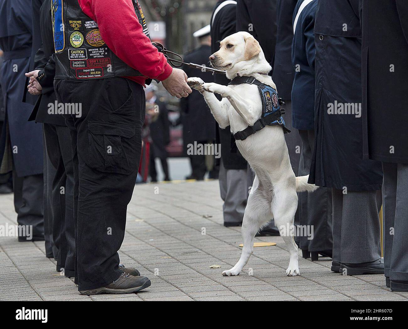 Canadian service dog sales