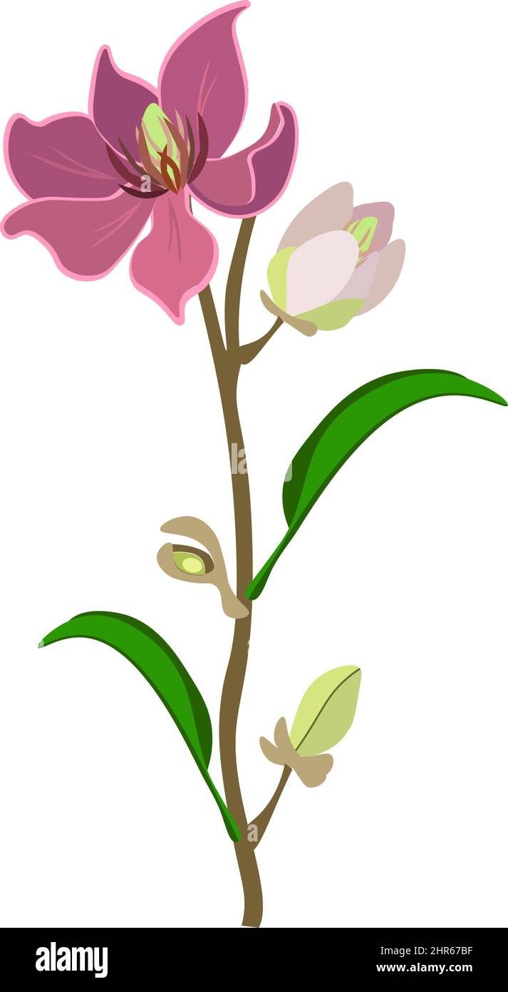 Beautiful Flower, Illustration of Wine Magnolia Flower or Magnolia Figo Flowers with Green Leaves on A Branch. Stock Vector