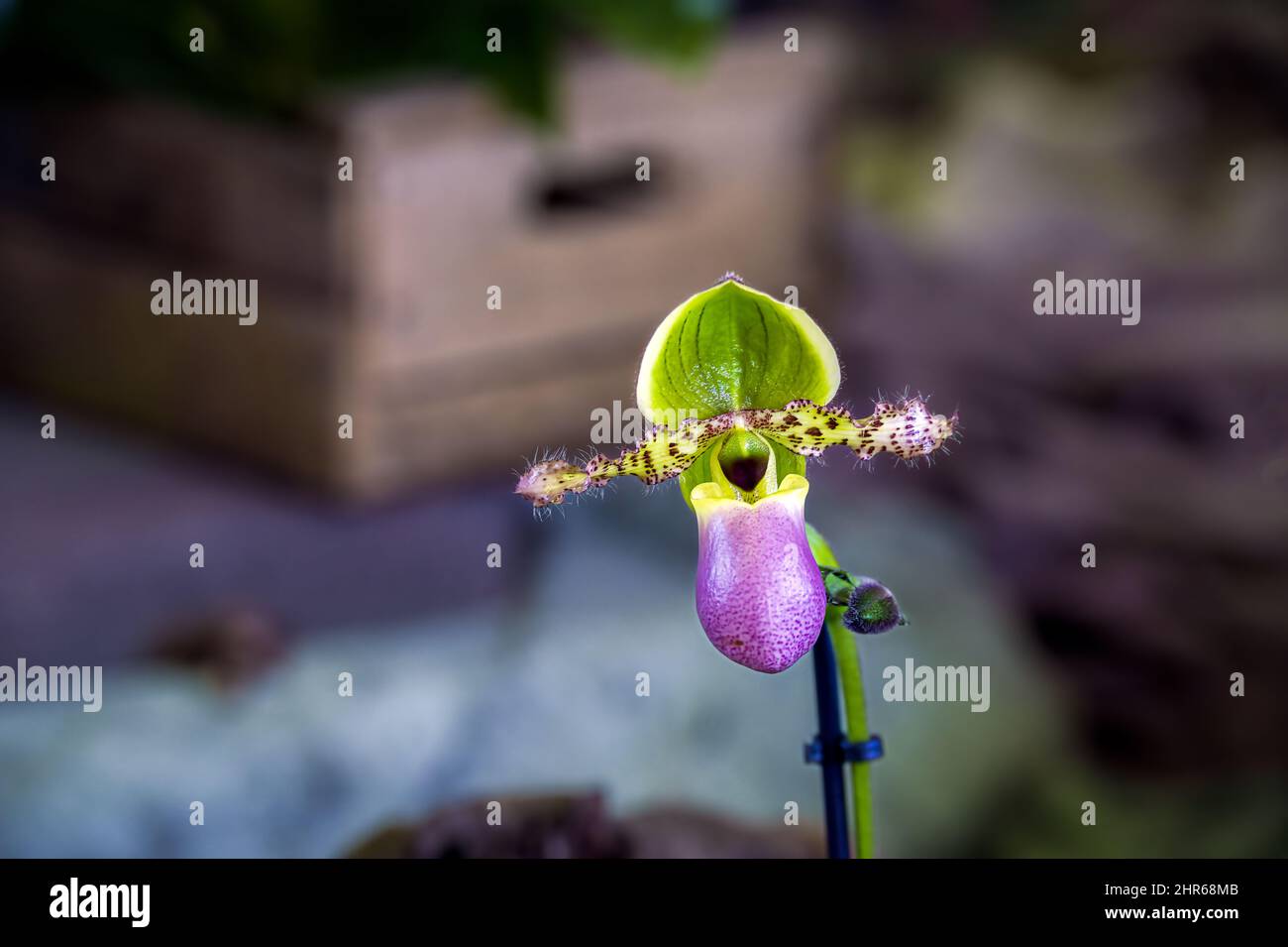 Hairy and speckled flower of the green and purple Paphiopedilum Pinochio orchid Stock Photo