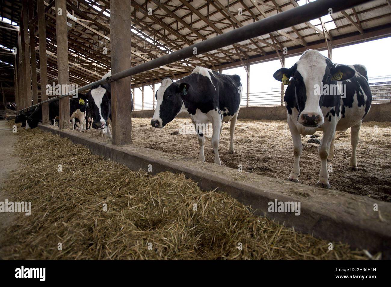 Dairy cows are pictured at the Kooyman family dairy farm in Chilliwack,  ., Tuesday, June, 10, 2014. The animal rights group Mercy for Animals  Canada released a undercover video earlier in the