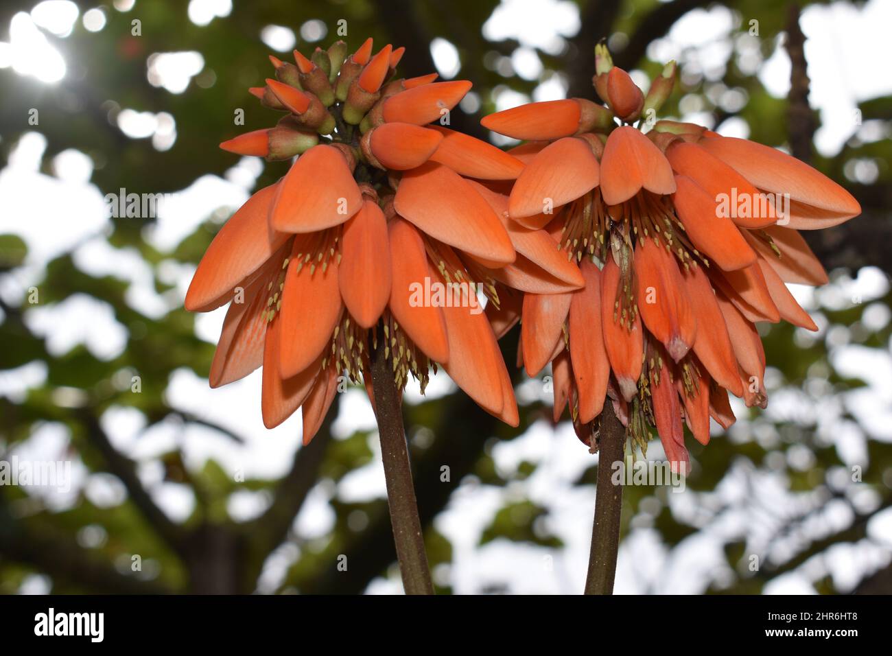 Coral Tree Plant and Erythrina Corallodendron Stock Photo