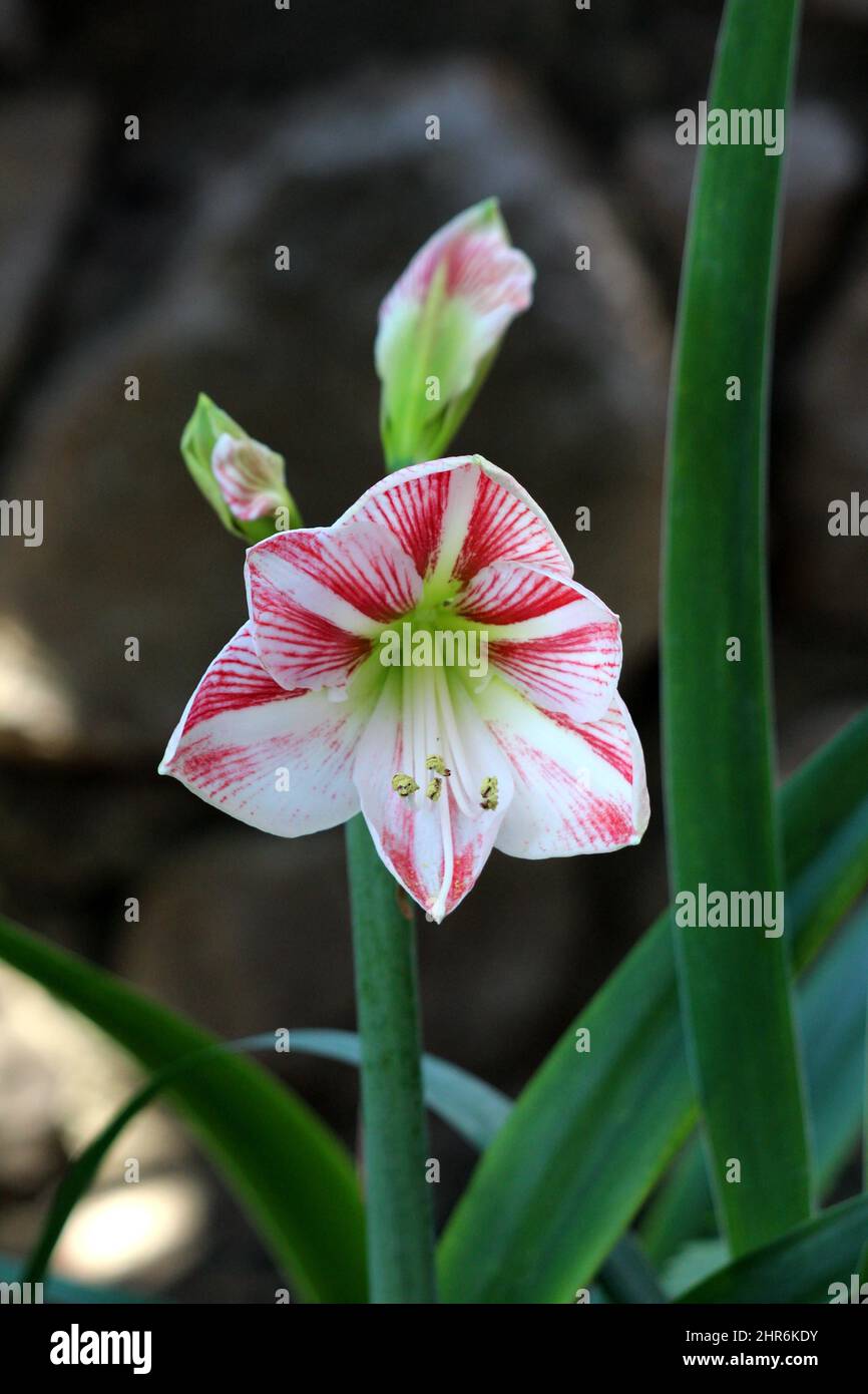 Amaryllis Clown or Hippeastrum Clown bulbous plant with blooming large