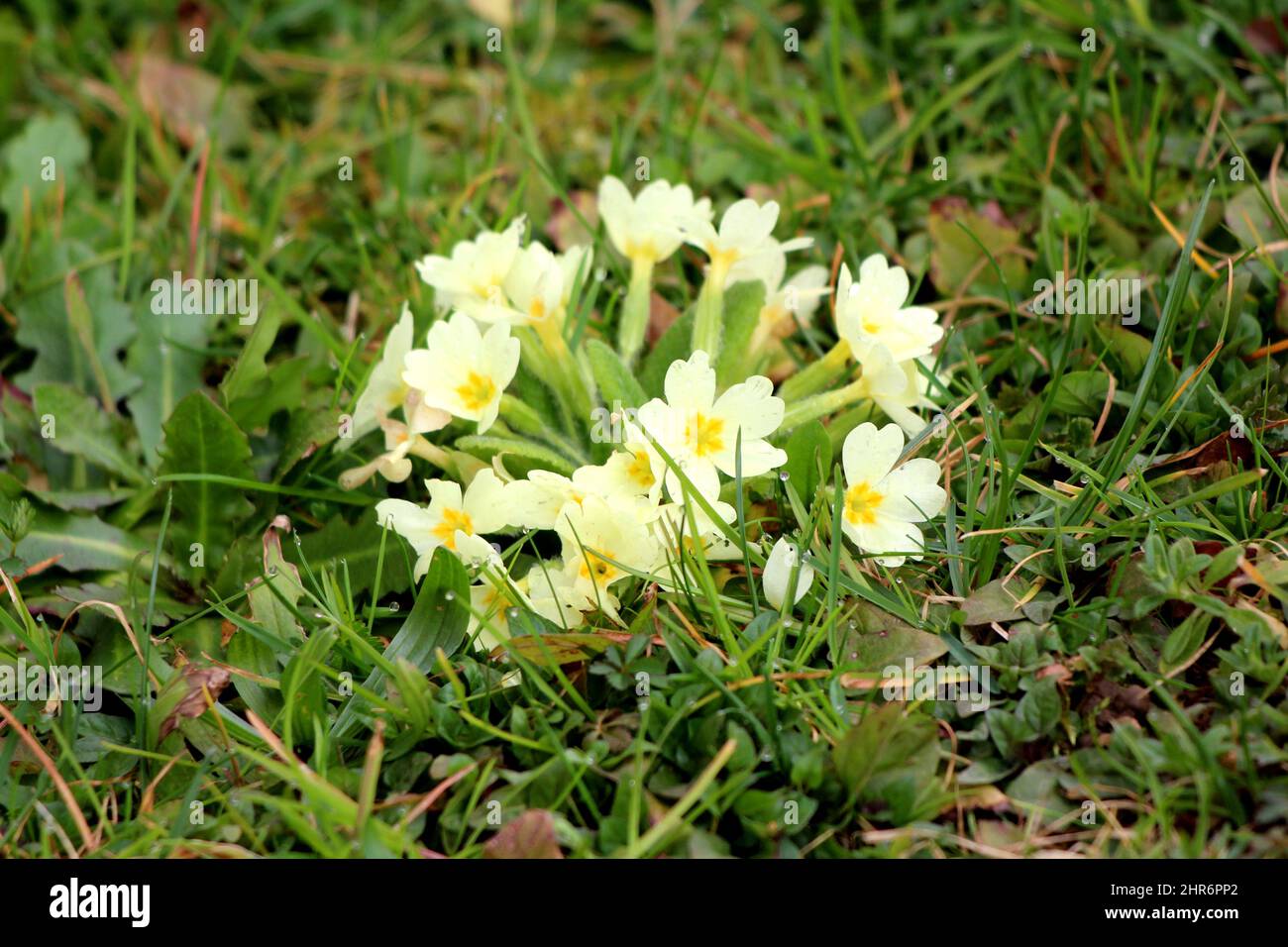 Bunch of Primrose or Primula vulgaris or Common primrose or English primrose small yellow flowers with dark yellow center and thick dark green leaves Stock Photo