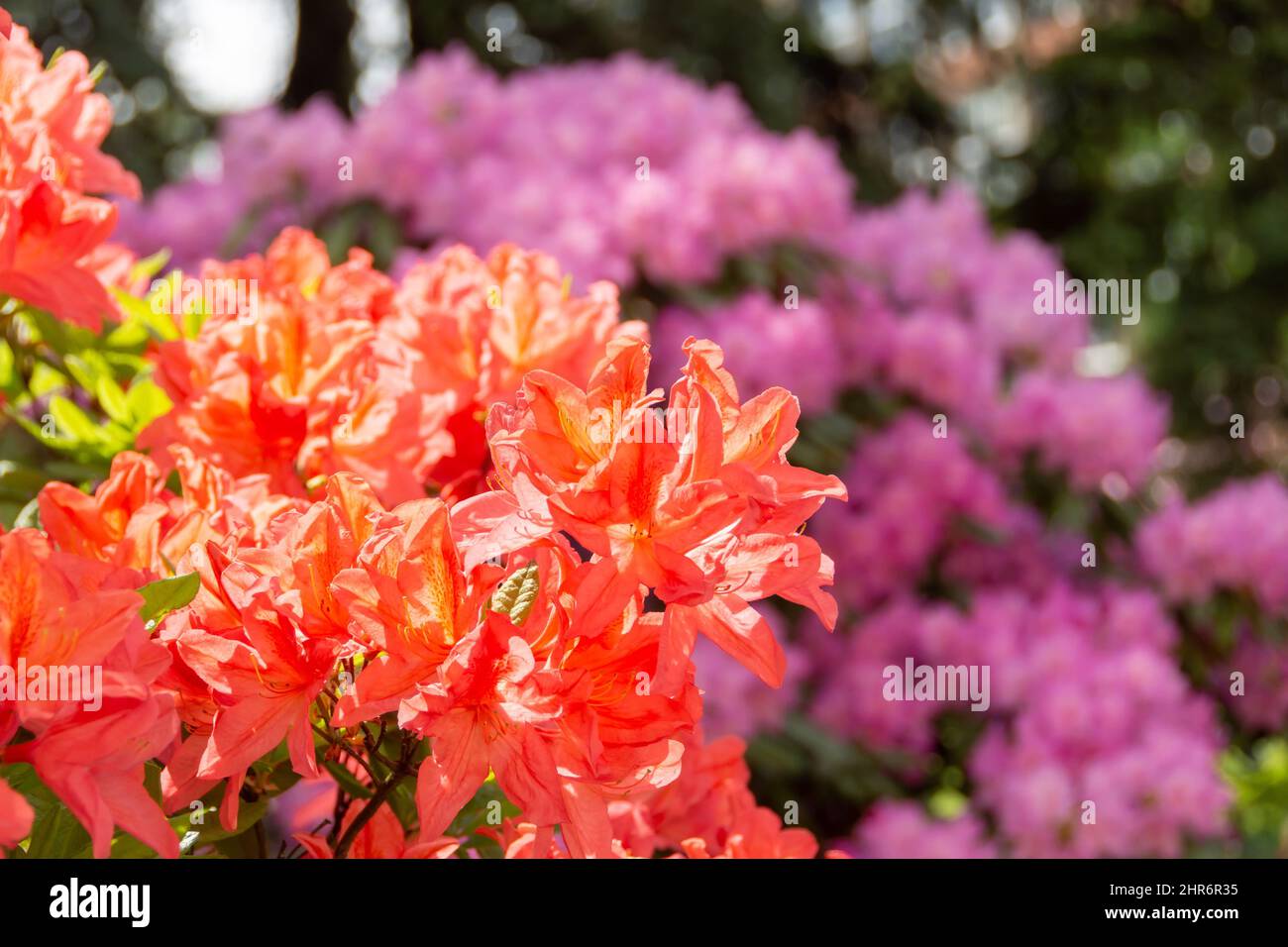 Blooming salmon lilac purple rhododendrons in the park in spring Stock Photo