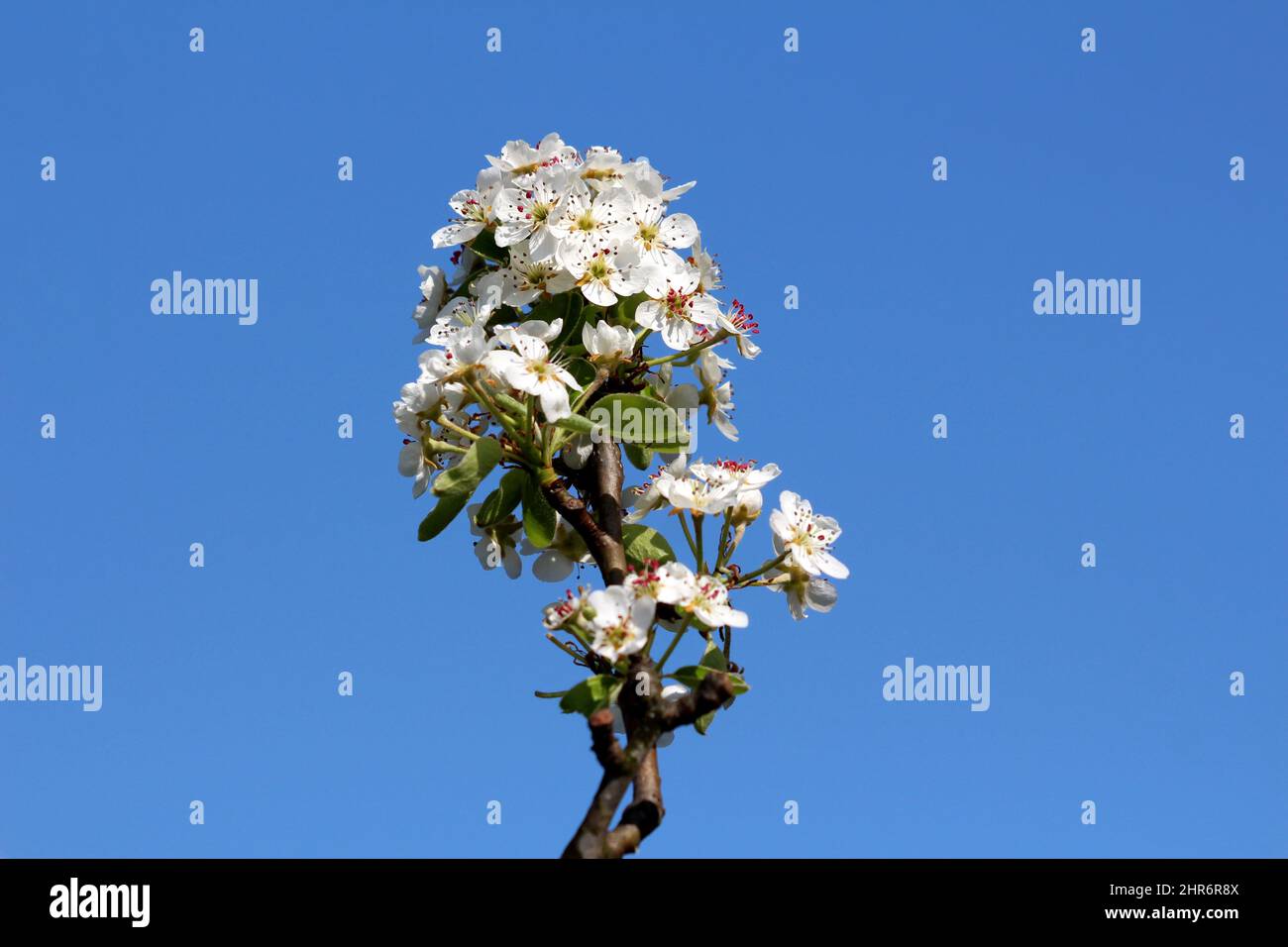 Dark brown pear tree branch full of clusters of densely growing small blooming flowers with broad and flat soft velvety texture white petals Stock Photo