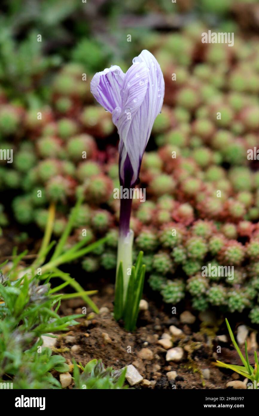 Saffron crocus or Crocus sativus or Autumn crocus tiny flowering perennial plant with closed bright light to dark purple flower covered with fresh Stock Photo