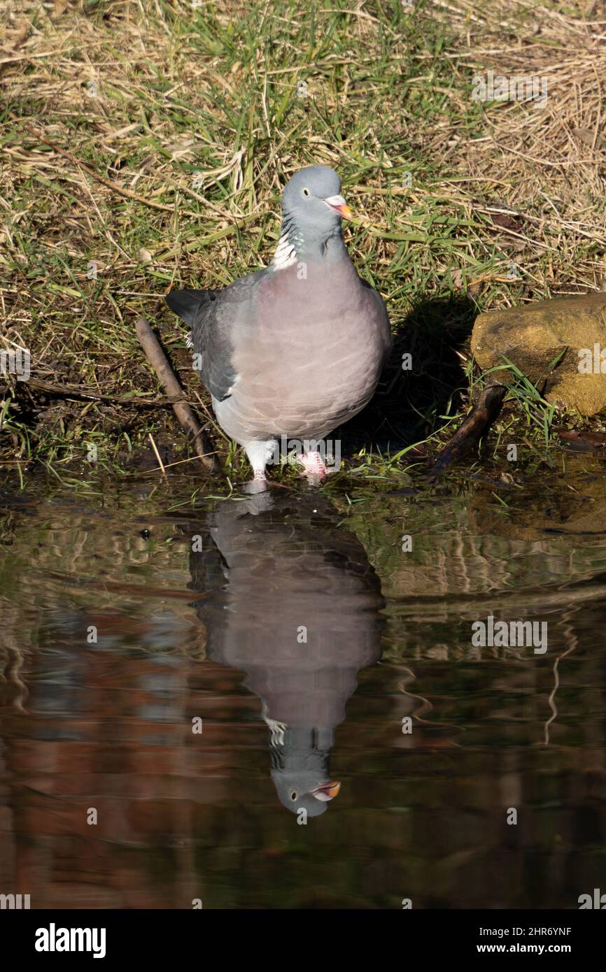 A pigeon stops to take a drink and is reflected in an urban pond. Stock Photo