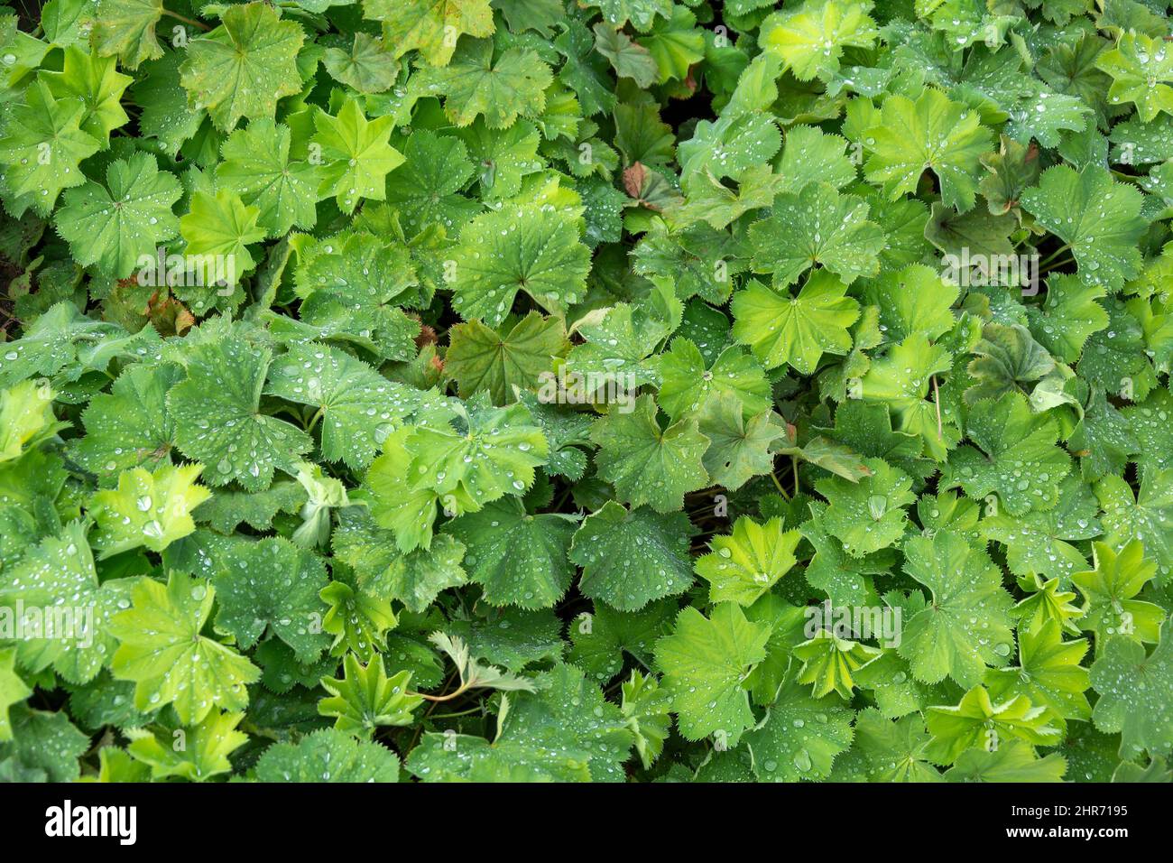 Dense carpet of young green leaves manjetka, alchemilla vulgaris, after watering Stock Photo