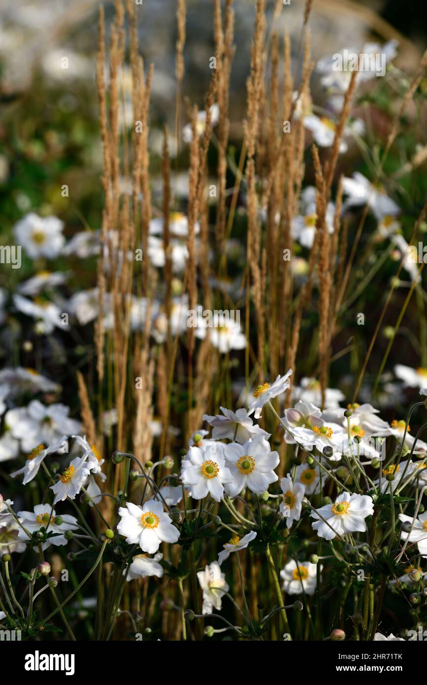 anemone hybrida honorine jobert,white,flower,flowers,bloom,blossom,perennial,late summer,autumn,miscanthus,grass,grasses,anemone japonica and miscanth Stock Photo