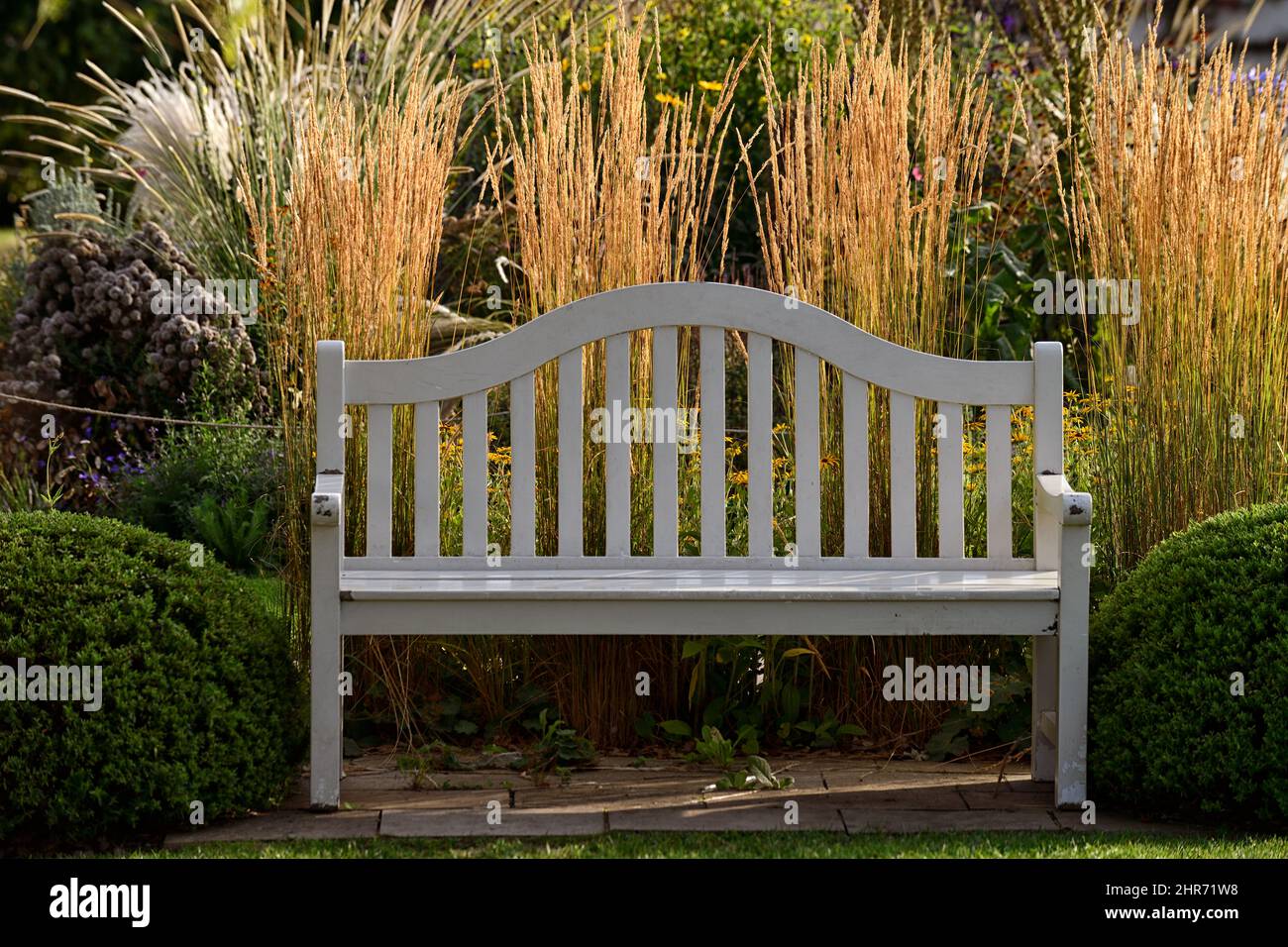white wooden bench,backlit miscanthus grass,grasses behind bench,grass ...