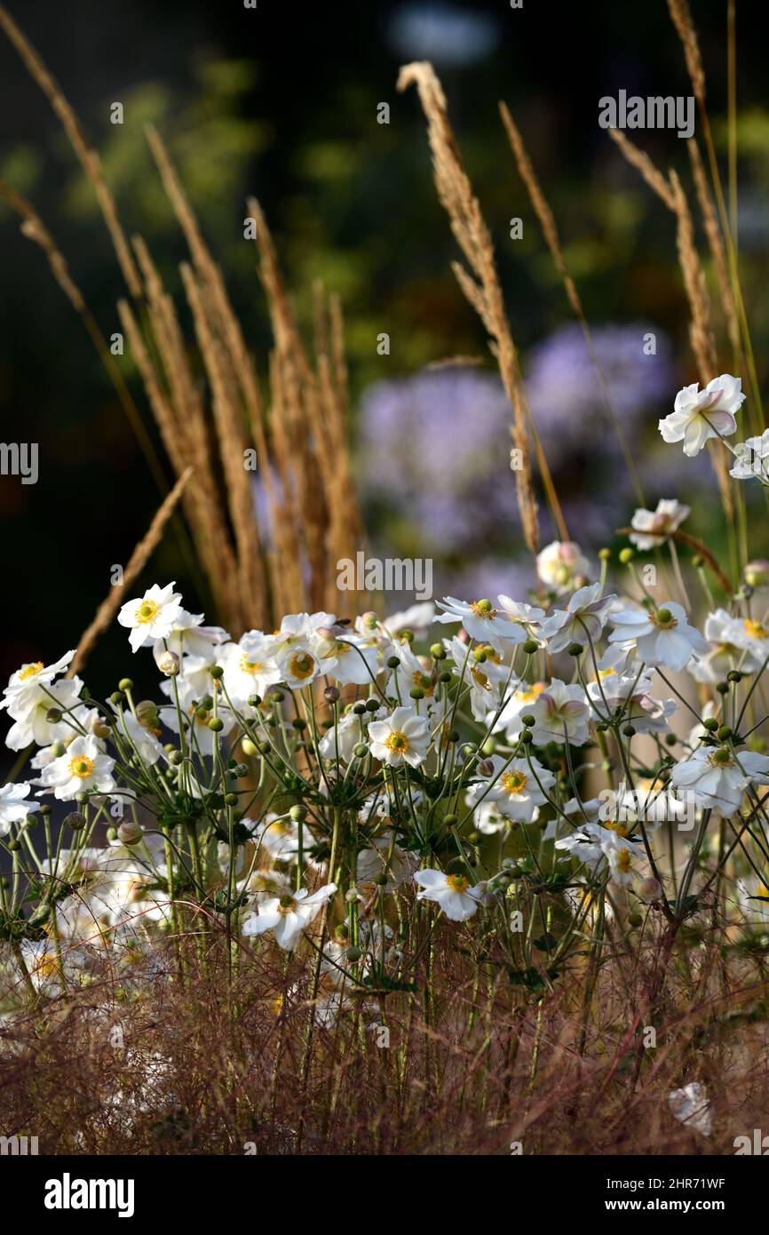 anemone hybrida honorine jobert,white,flower,flowers,bloom,blossom,perennial,late summer,autumn,miscanthus,grass,grasses,anemone japonica and miscanth Stock Photo