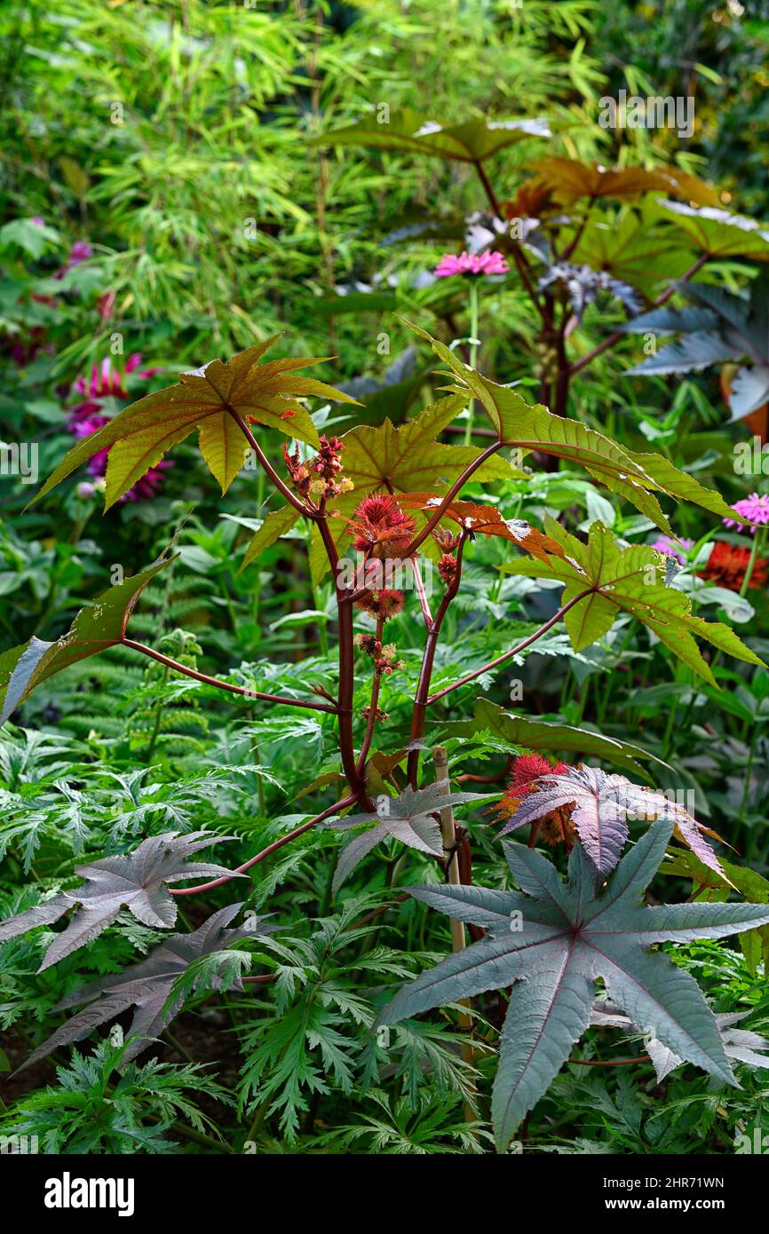 ricinus communis,dark,leaves,foliage,castor oil plant,toxic,poisonous,exotic,garden,mixed planting scheme,mixed bed,mixed border,RM Floral Stock Photo