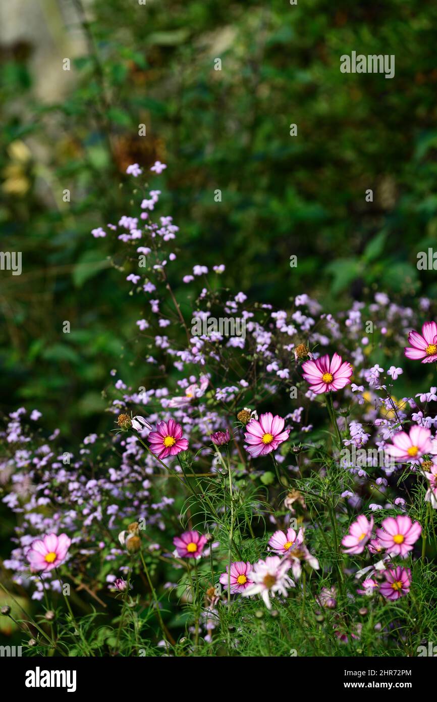 Cosmos bipinnatus picotee,pink white flowers,flowers,flowering display