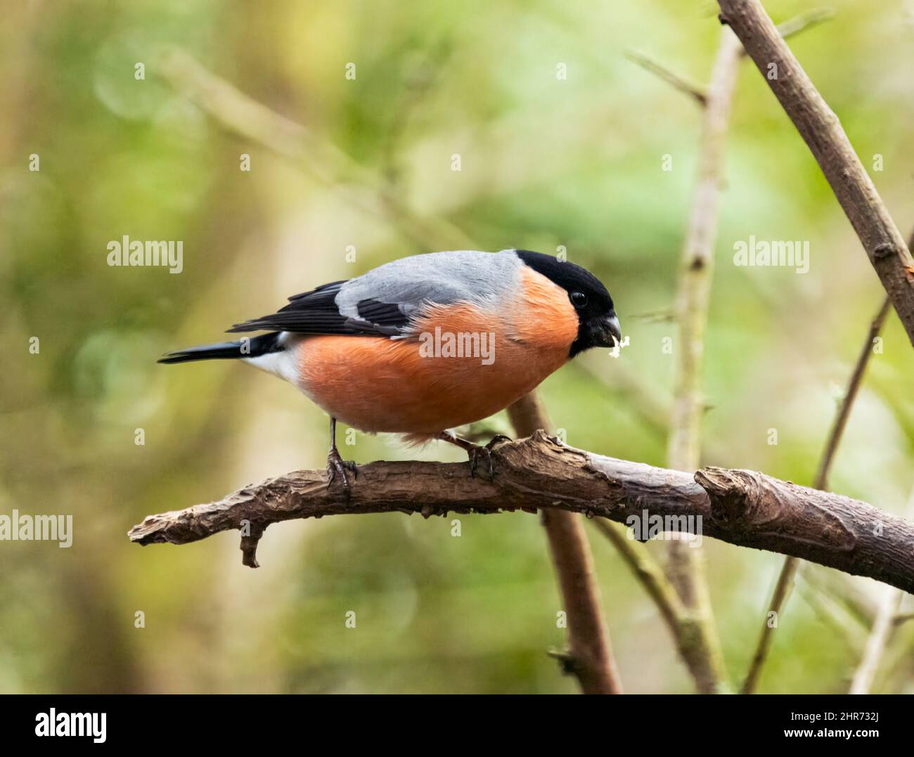 A beautiful male Bullfinch is one of the most attractive garden birds in UK. Usually shy they do get used to visiting bird-feeders in peoples gardens, Stock Photo