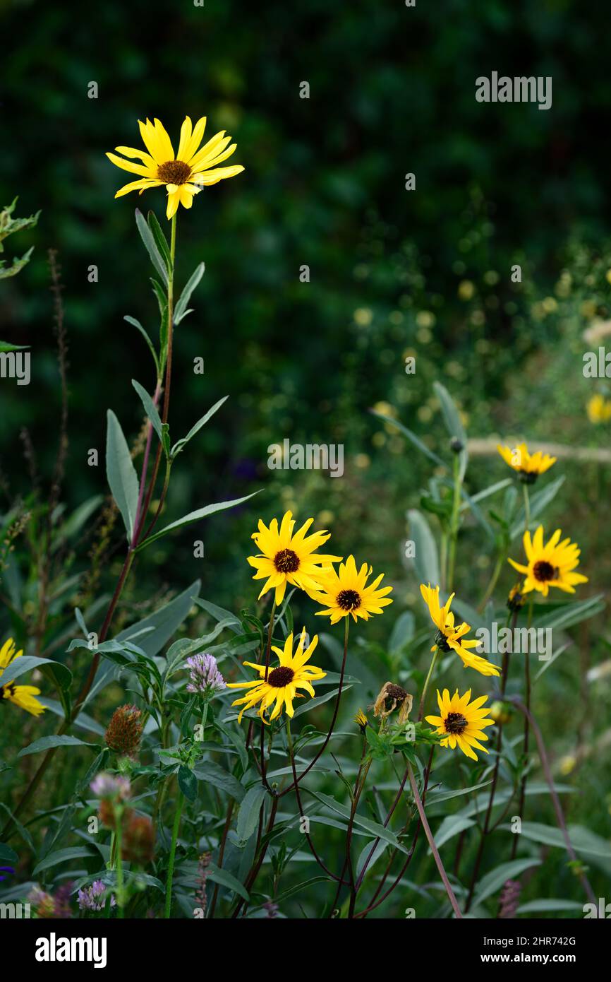 Helianthus Bitter Chocolate,Sunflower Bitter Chocolate,lemon yellow