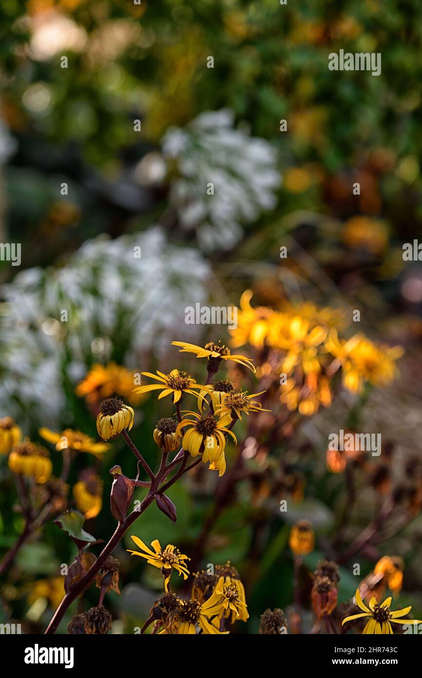 ligularia dentata britt marie crawford,yellow,flowers,flowering,summer,perennials,RM Floral Stock Photo