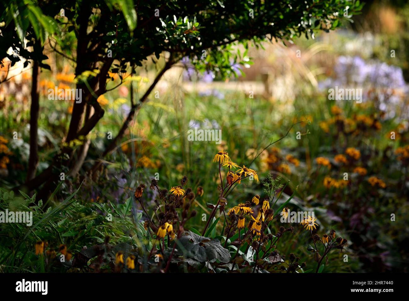 ligularia dentata britt marie crawford,yellow,flowers,flowering,summer,perennials,mixed bed,mixed border,mixed planting scheme,RM Floral Stock Photo