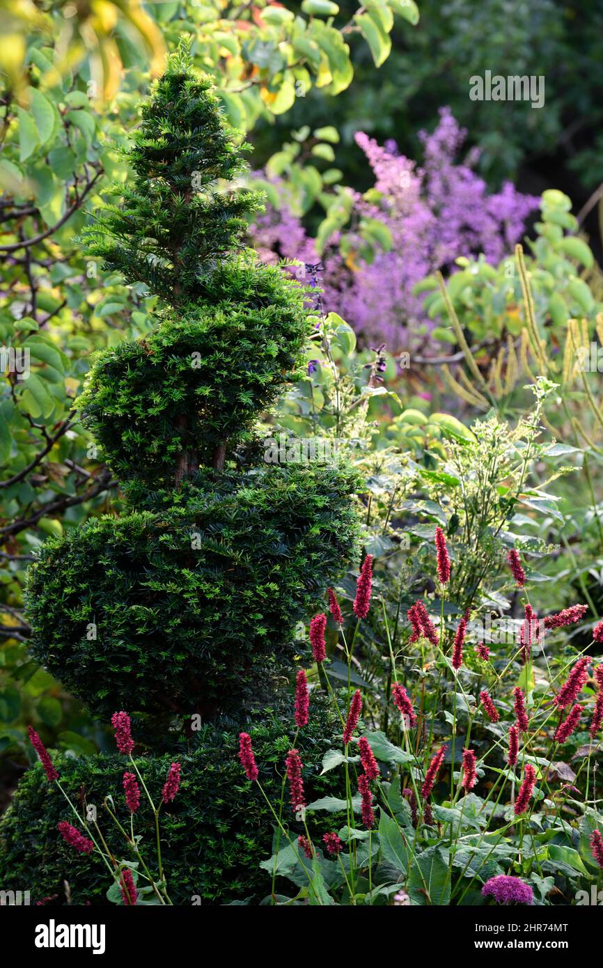 Persicaria amplexicaulis,red flower, flowers,late flowering, perennial,,taxus,yew tree,spiral,circular shape,shaped,clip,clipped,topiary,train,trained Stock Photo
