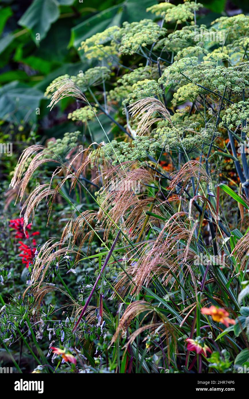miscanthus grass seedheads,grasses,purple fennel,foeniculum vulgare