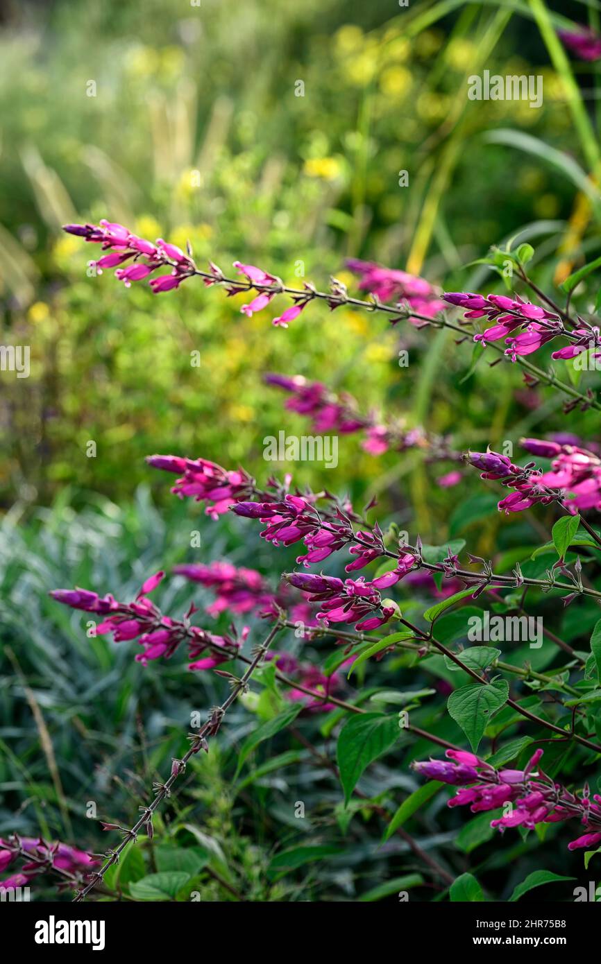 salvia involucrata,rose leaf,sage,pink,flower,flowers,flowering,sages,sub shrub,perennial,half hardy,RM Floral Stock Photo