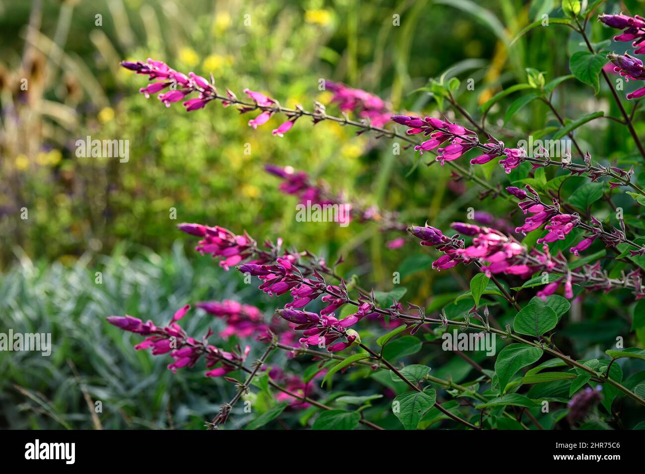 salvia involucrata,rose leaf,sage,pink,flower,flowers,flowering,sages,sub shrub,perennial,half hardy,RM Floral Stock Photo