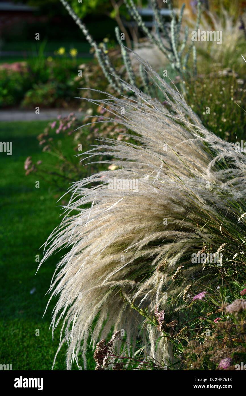 Stipa tenuissima Pony Tails,grass,grasses,,mixed bed,mixed border,mixed planting scheme,gardening,garden feature,RM Floral Stock Photo