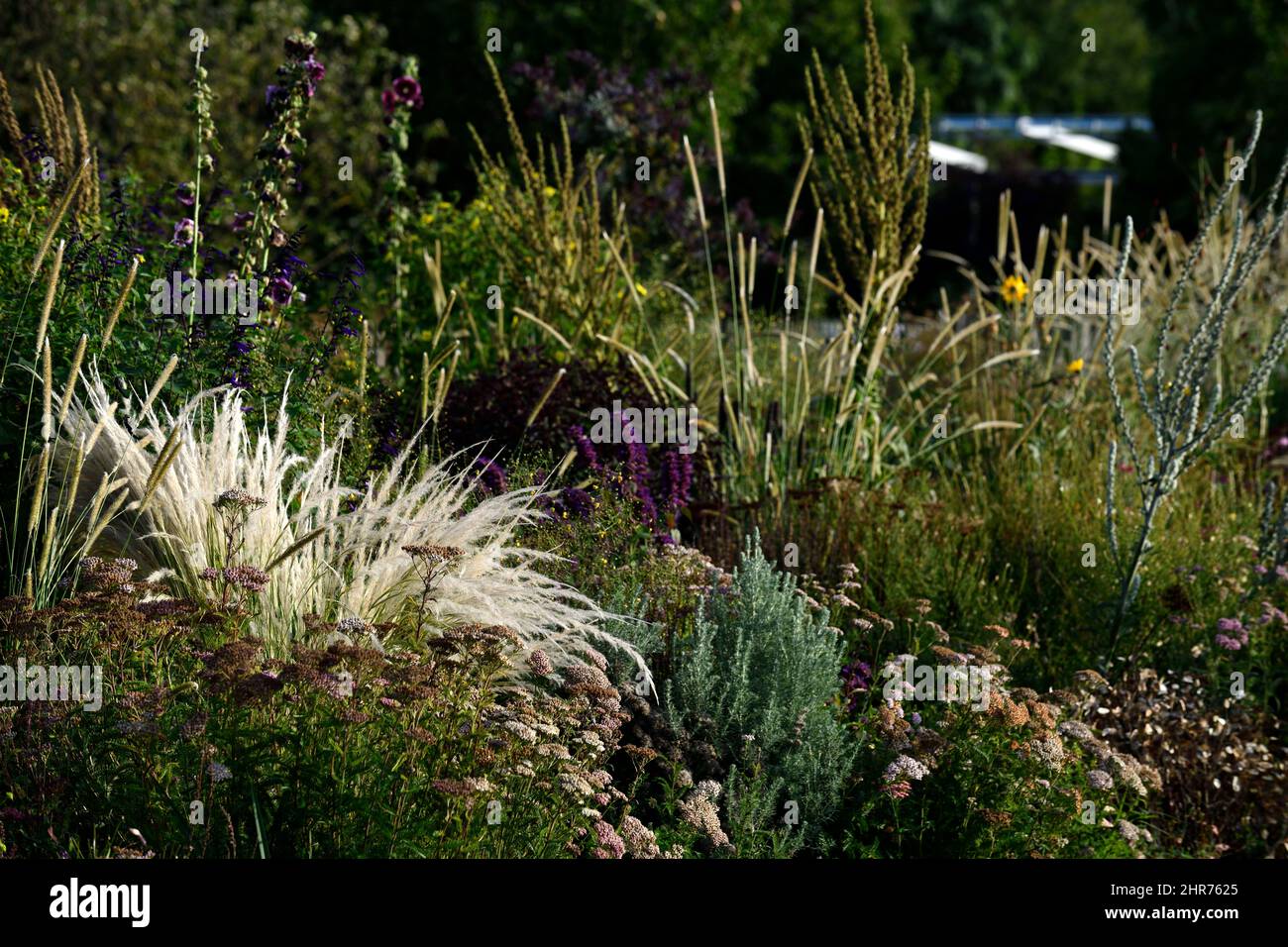 white grass,grasses,plume,plumes,mixed bed,mixed border,mixed planting scheme,grasses and perennials,grass and perennial,RM Floral Stock Photo