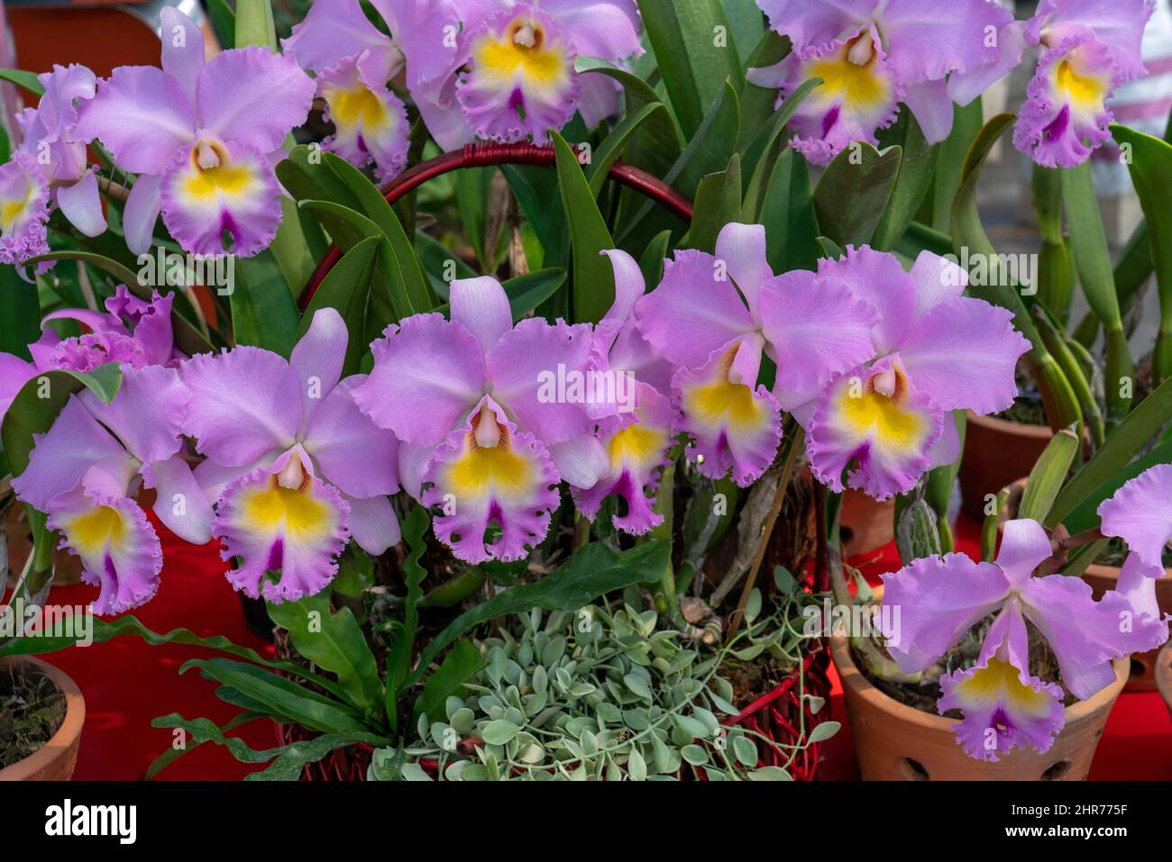 Pink cattleya flowers,Isolated pink color flowers blooming bouquet. Wild cattleya orchid plant growing in pot for home care. Stock Photo