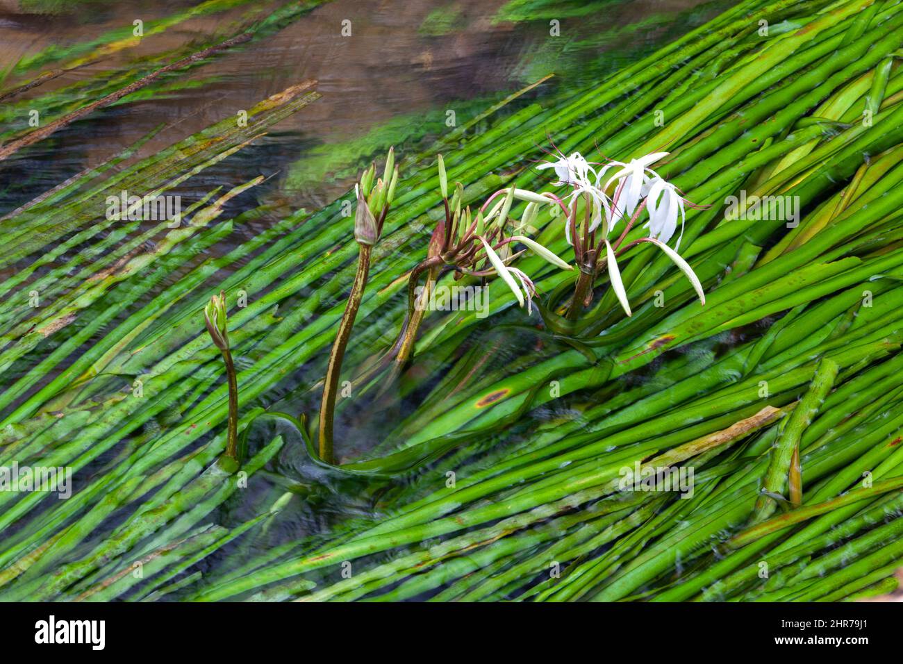 Crinum thaianum (Thai onion plant, Water onion, Onion plant) is an endangered species of flowering plant of the family amaryllidaceae, endemic to the Stock Photo