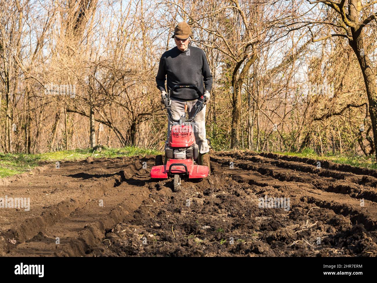 Senior man tilling ground soil with a rototiller in the garden. Spring garden preparation for seeding. Stock Photo
