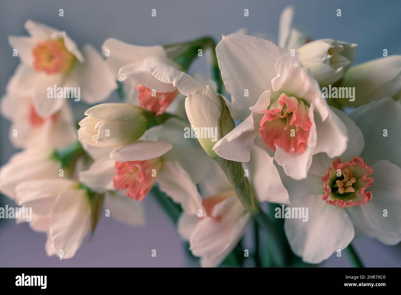 Close up image of a pretty white daffodils flowers. Stock Photo