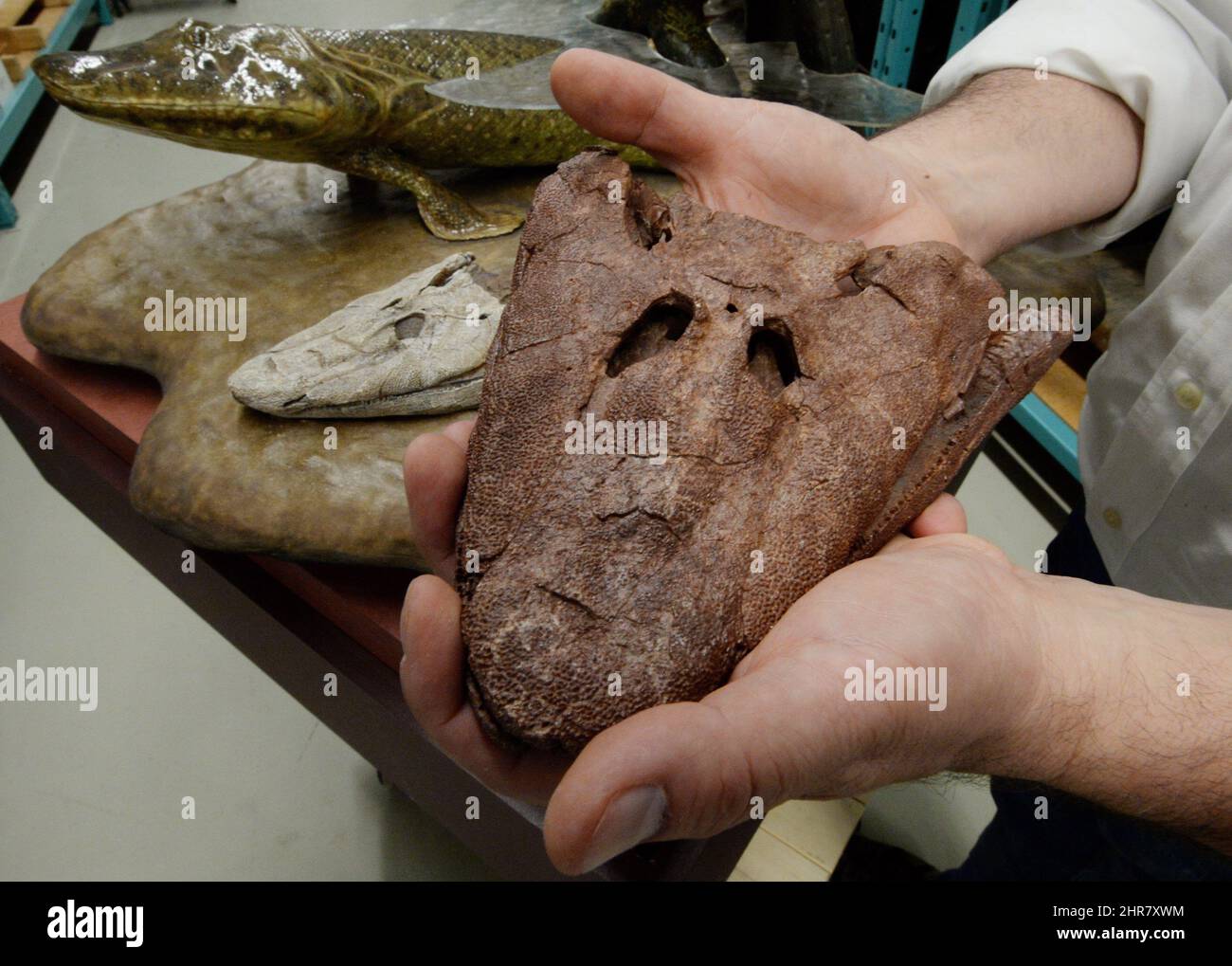 The scull part of a fossil of Titaalik Roseae, which is a 375-million