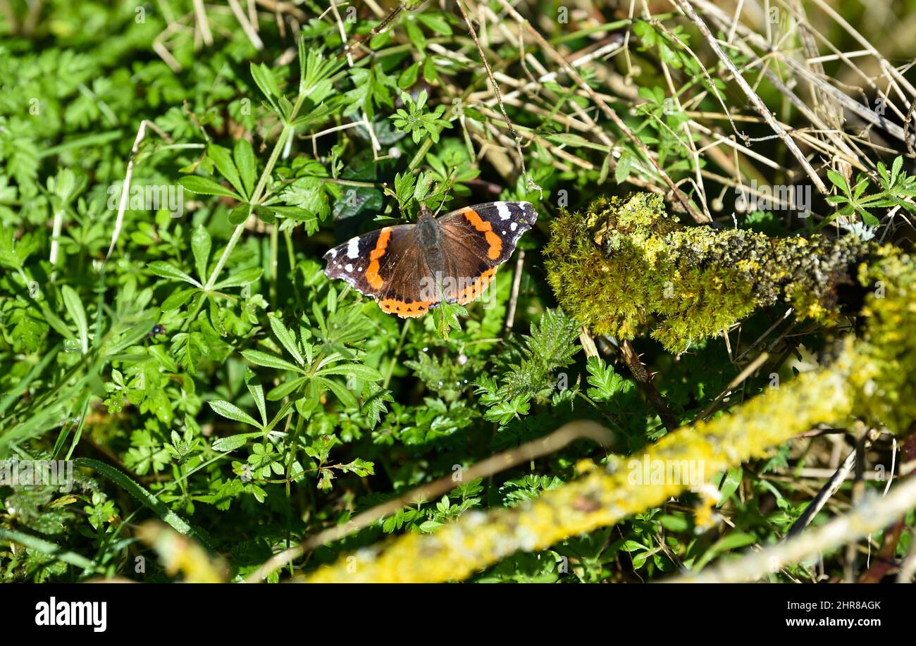 Brighton UK 25th February 2022 - A Red Admiral butterfly (Vanessa atalanta) sunbathes by the River Cuckmere  near Alfriston , Sussex on a beautiful sunny day with more settled weather forecast for the next few days : Credit Simon Dack / Alamy Live News Stock Photo