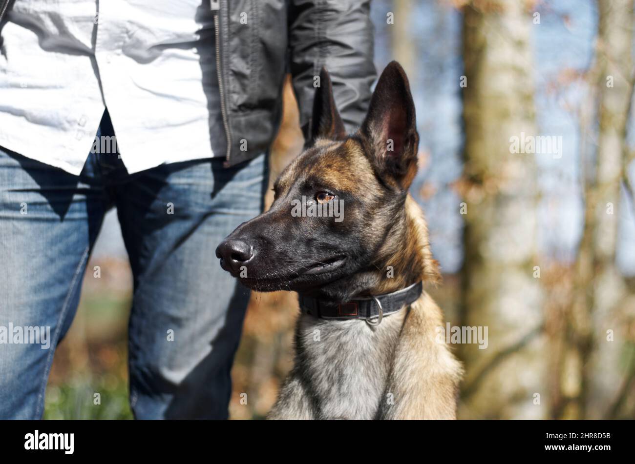 Ear on end. A dog on alert with its ears pricked up. Stock Photo