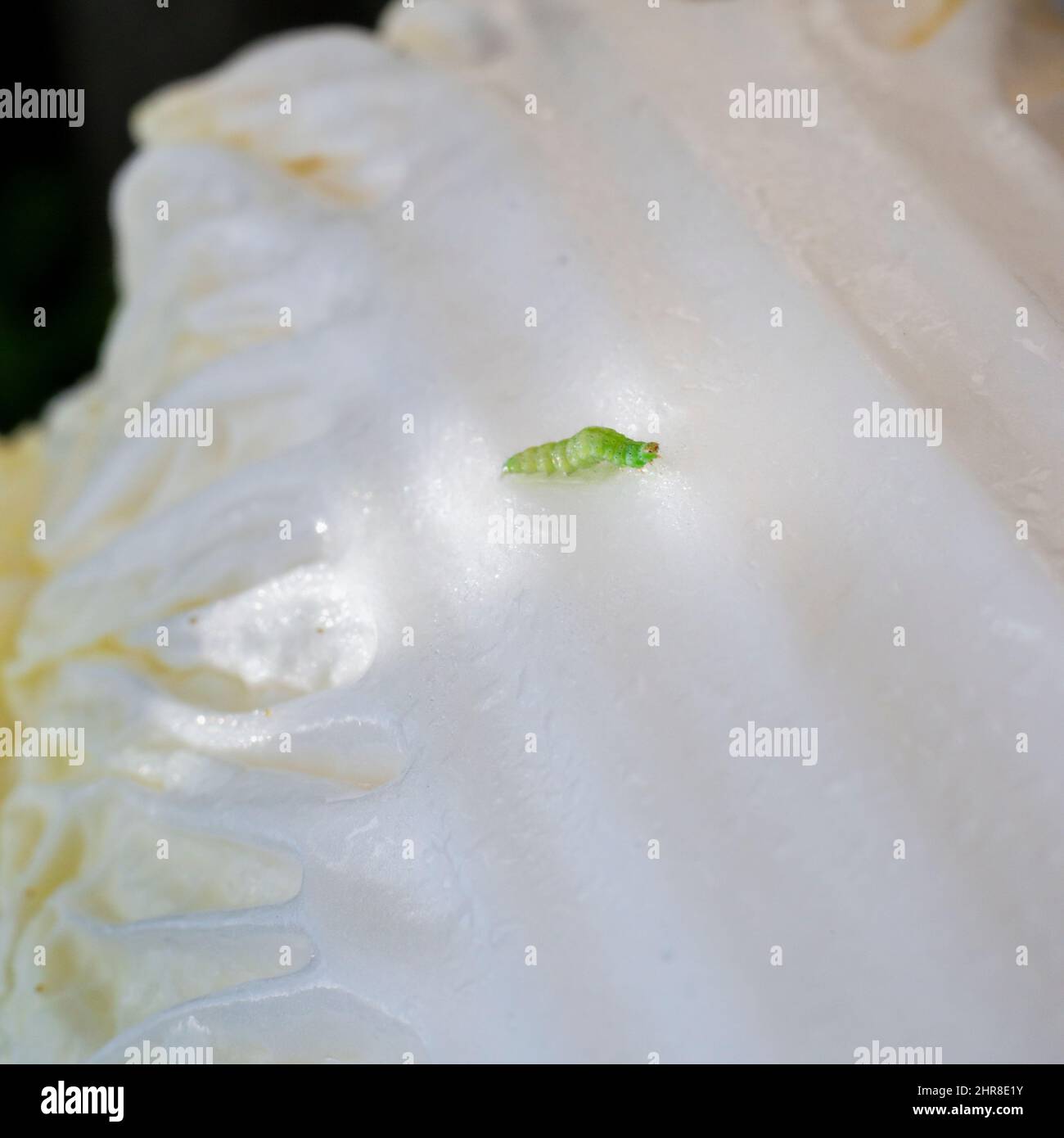 Worm arching its body crawling on Chinese cabbage. Vertical format. Stock Photo