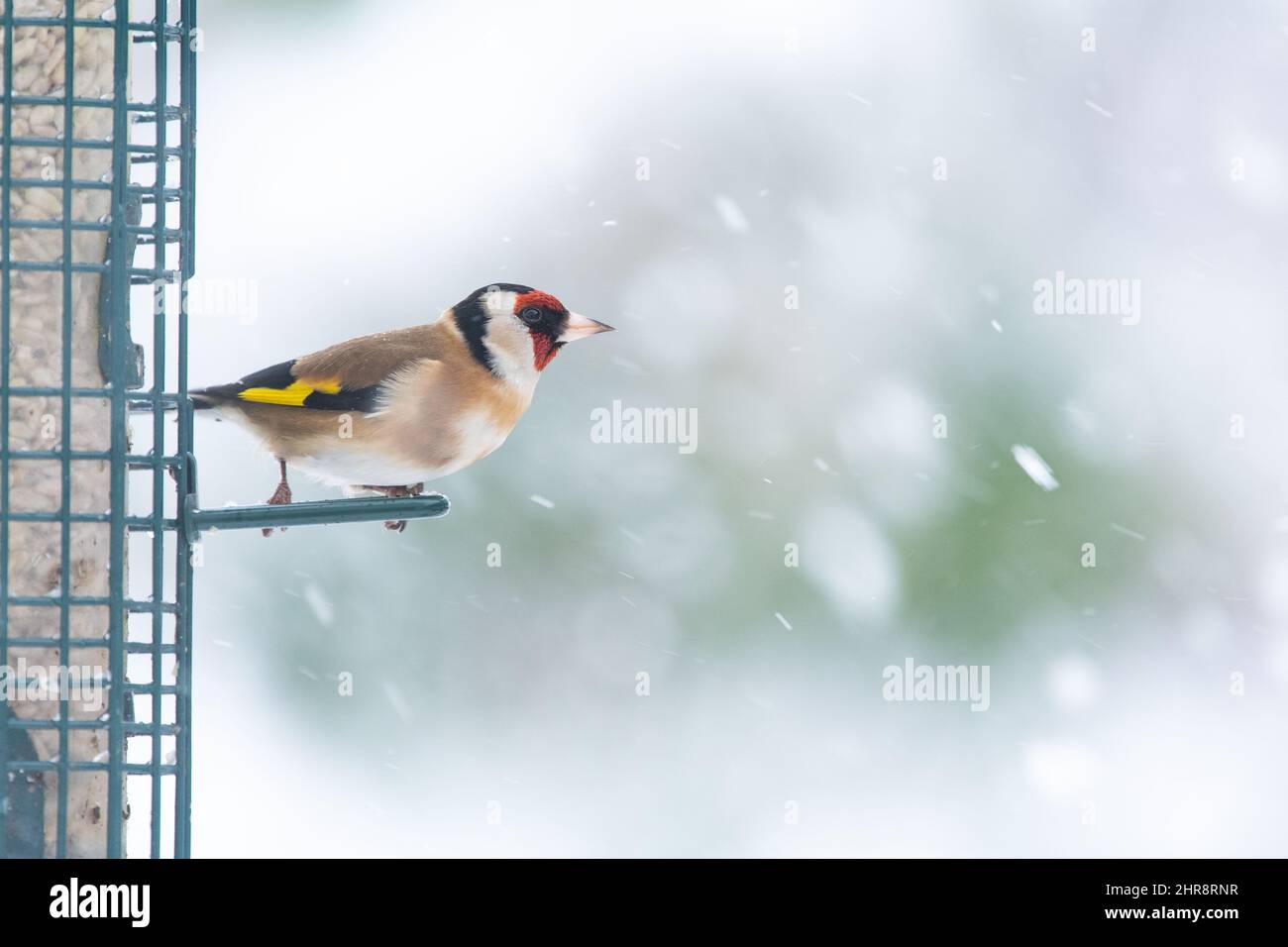 Goldfinch on feeder filled with sunflower seeds in falling snow with copyspace - Scotland, UK Stock Photo