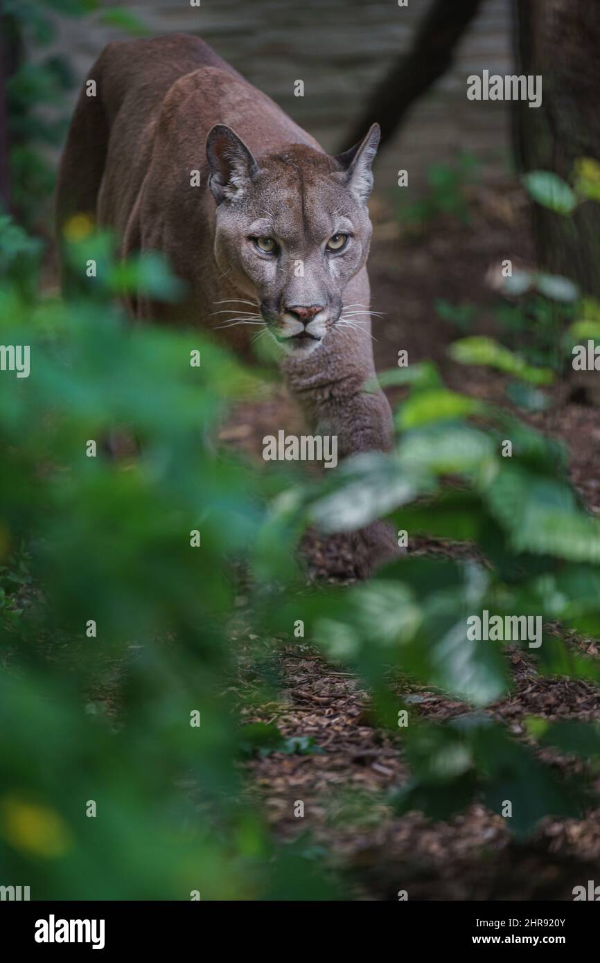 Angry Cougar High Resolution Stock Photography and Images - Alamy