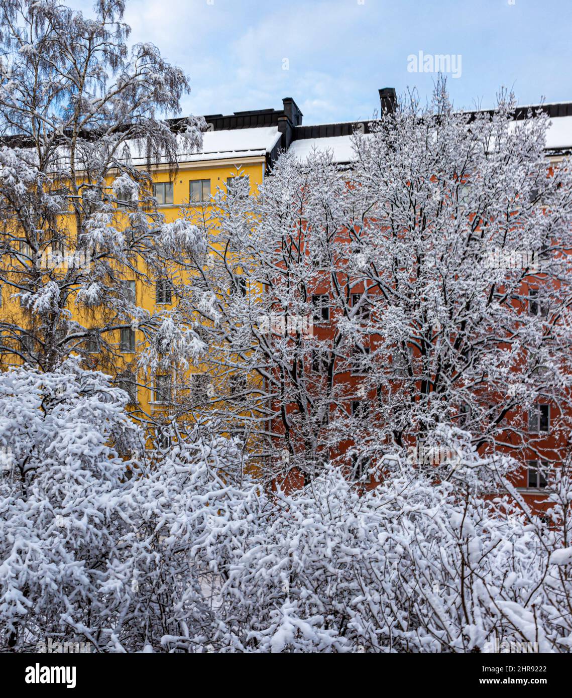 Snow on trees in Katri Vala park, Helsinki, Finland. Mid-rise residential buildings in the background. Stock Photo