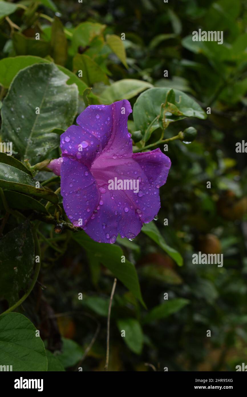 A purple 'Ipomoea indica' flower on a tree Stock Photo