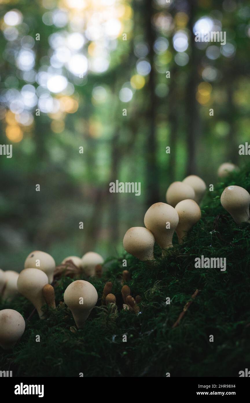 Vertical shot of fungus growing in the forest Stock Photo - Alamy