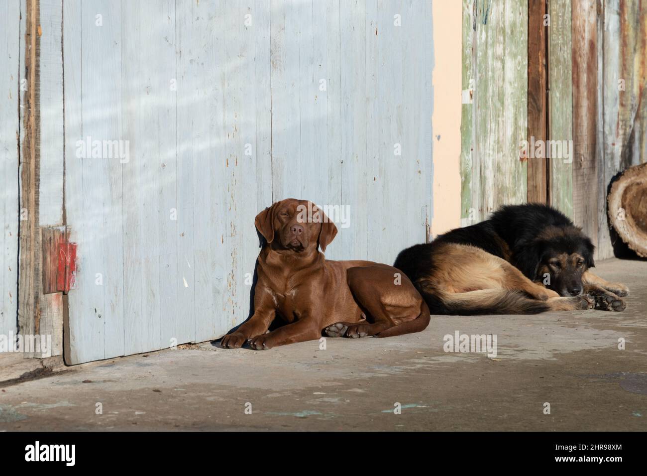 Two homeless dogs sleep on a street in a sunshine Stock Photo Alamy