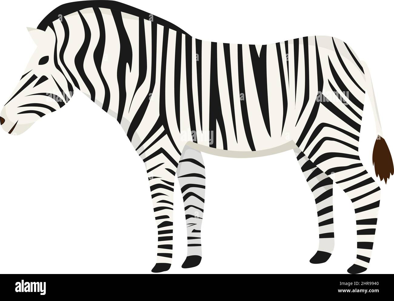 Zebra in flat style isolated on white background Stock Vector