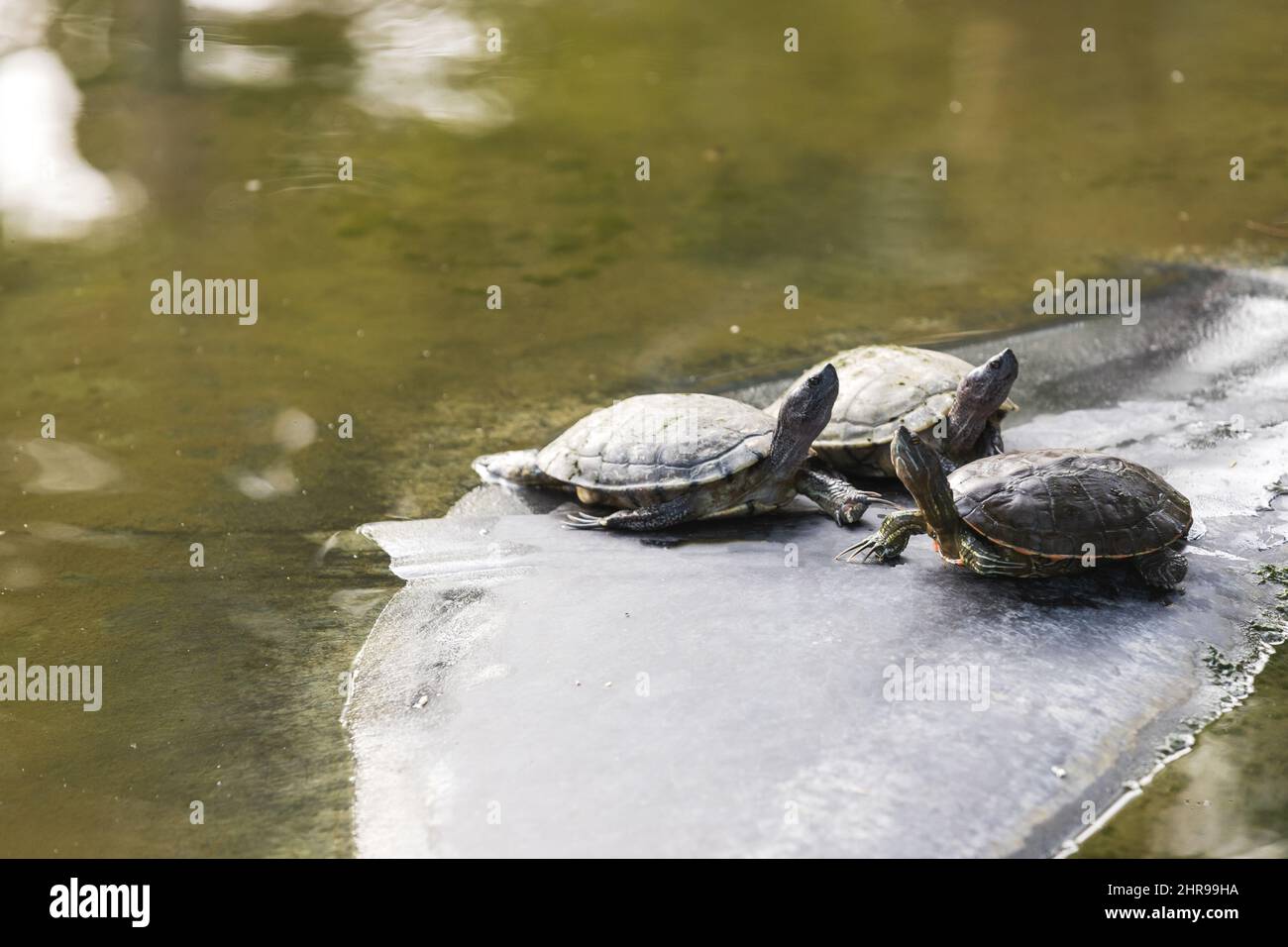 Three turtles sitting on a stone in small wild pond. Dominican Republic natural photo Stock Photo