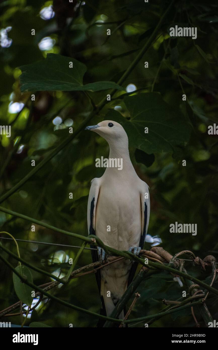 Pied Imperial Pigeon (Ducula bicolor), perched on a branch. Its relatively large body and black tipped wings make it easily identifiable. Stock Photo