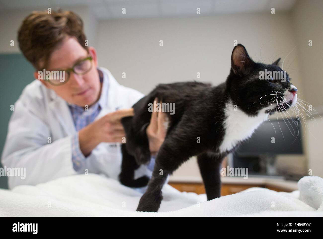 Обследование кошек. Кот у ветеринара. Ветеринар с кошкой. Осмотр кошки. Кот в клинике.