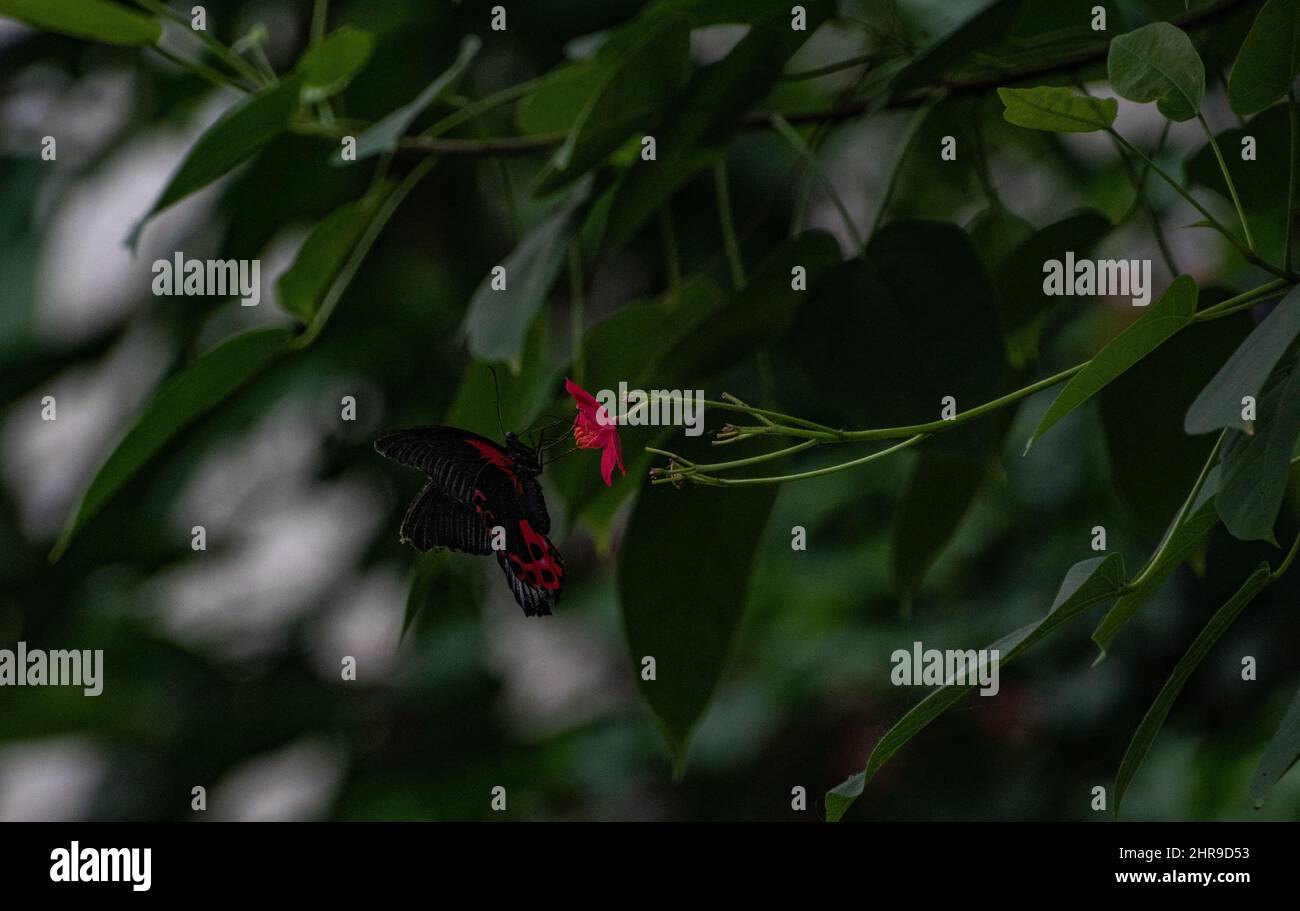 Scarlet Mormon / Red Mormon Butterfly (Papilio rumanzovia) feeding on a pink flower. Stock Photo